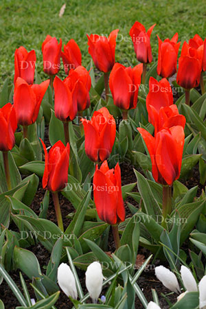 tulip showwinner